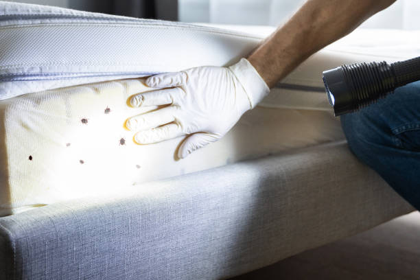 Best Termite Control Services  in Edgeworth, PA